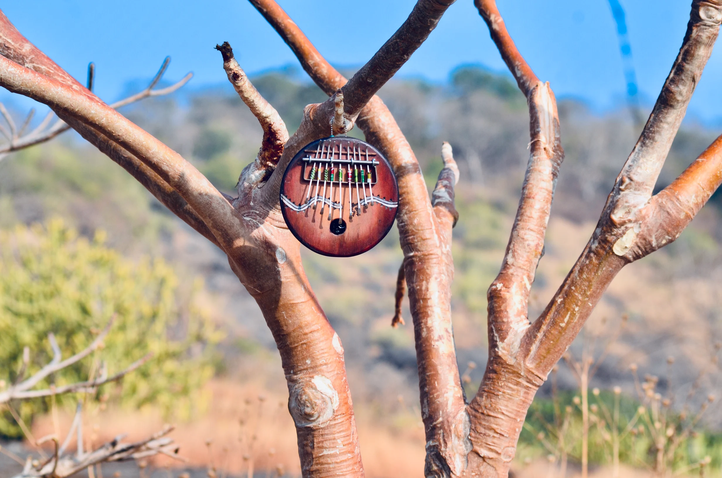 Musicians & Performers